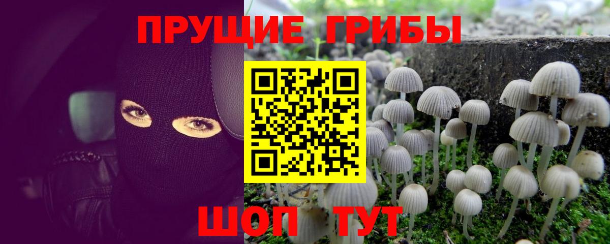 Тосно  Псилоцибиновые грибы Psilocybine cubensis  купить закладку  Вход с VPN 